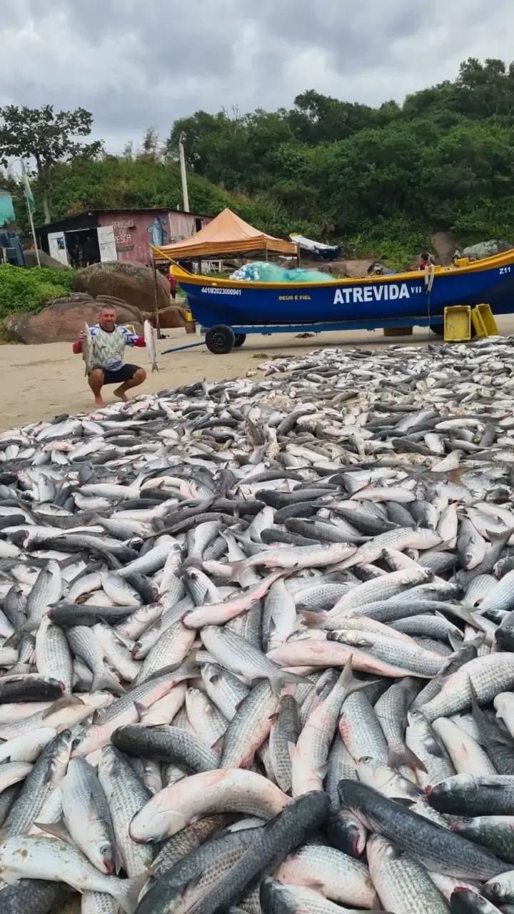 Toneladas de tainhas são pescadas na Capital