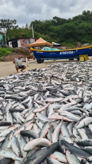 Toneladas de tainhas são pescadas na Capital