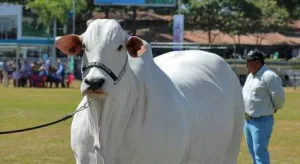 Conheça a vaca mais cara do mundo, avaliada em R$ 21 milhões