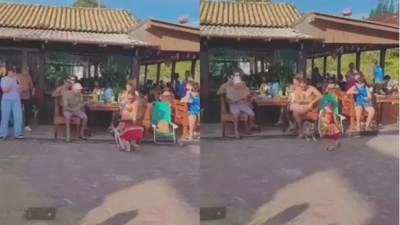 Vídeo: Criança de 4 anos é atacada por cão durante apresentação cultural em Florianópolis