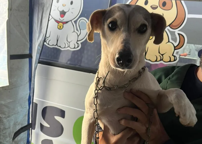 BusCão castra 12 animais no bairro Campo Mãe Luzia