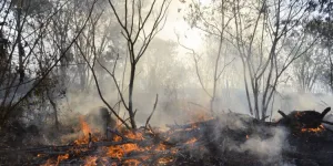Sob Governo Lula, Amazônia e Cerrado registram em junho o maior número de queimadas desde 2007