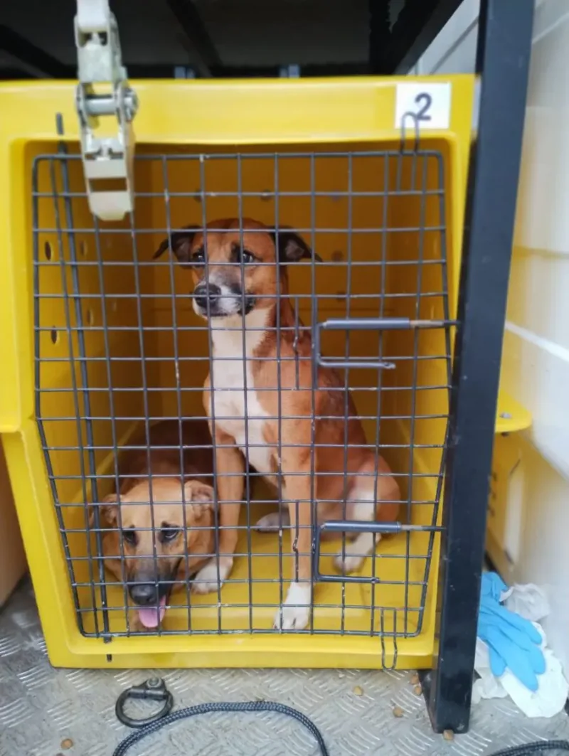 Maus-tratos: 17 cães abandonados são resgatados no São Bento Baixo