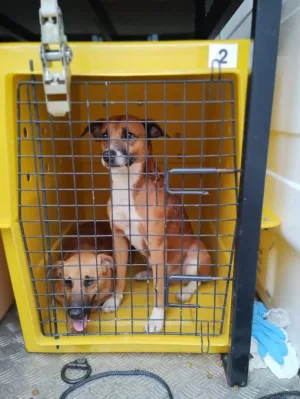 Maus-tratos: 17 cães abandonados são resgatados no São Bento Baixo