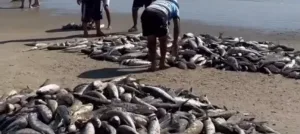 SC: lanço histórico de 3 mil tainhas é comemorado por pescadores na capital