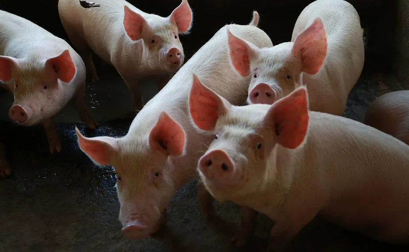 Exportações catarinenses de carne suína batem recorde histórico para o semestre