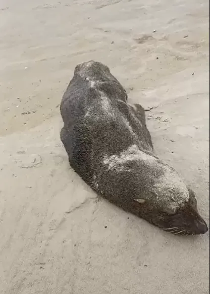 Visita inusitada: leão-marinho aparece na orla da praia de Esplanada