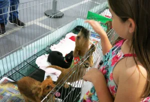 Feira de adoção de pets será realizada neste sábado no Nações Shopping