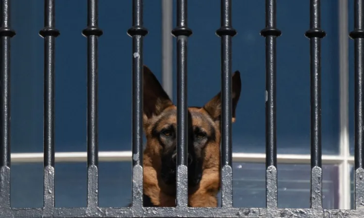 Commander, cão de Biden, morde novamente um agente do serviço secreto