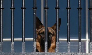 Commander, cão de Biden, morde novamente um agente do serviço secreto