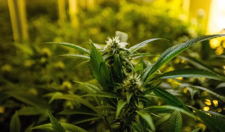 Operação conjunta entre Paraguai e Brasil apreende quase 40 toneladas de maconha