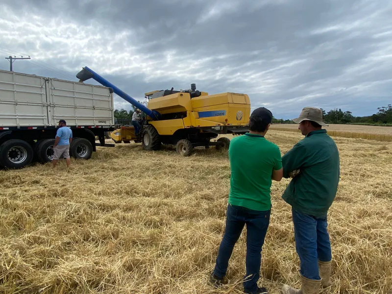 Trigo em Içara: diversificando a agricultura local