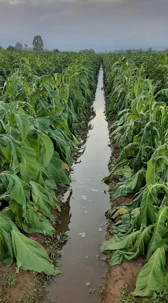 Santa Rosa do Sul estima prejuízo na agricultura superior a R$ 12 milhões