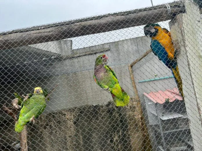 Polícia Civil prende traficante e apreende 35 animais silvestres em Itajaí