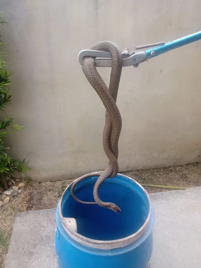 Bombeiros são acionados para capturar cobra em residência