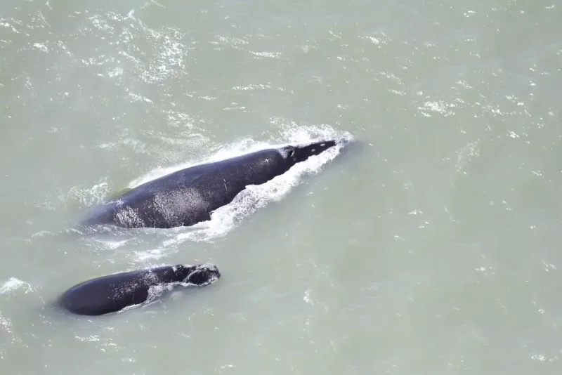 ‘Gigantes da espécie’: imagens aéreas mostram baleias-francas no litoral Sul de SC
