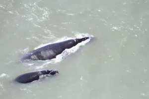 ‘Gigantes da espécie’: imagens aéreas mostram baleias-francas no litoral Sul de SC