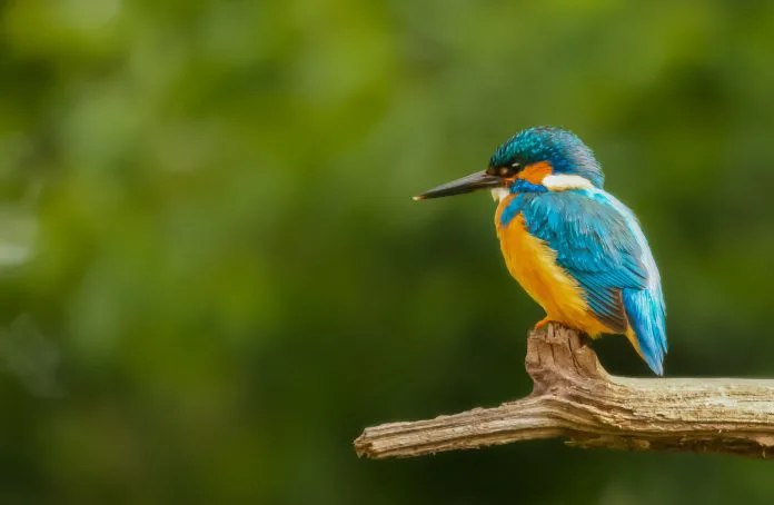 Governo prorroga estado de emergência zoossanitária por gripe aviária