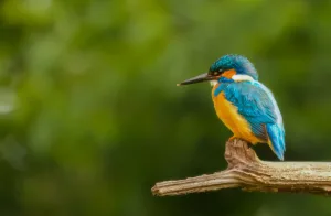 Governo prorroga estado de emergência zoossanitária por gripe aviária