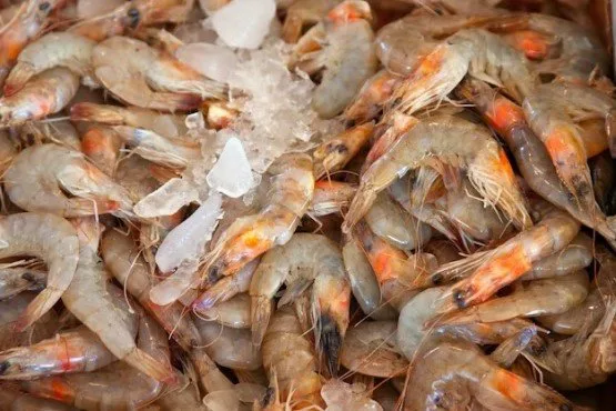 Pescador que capturava camarões em período de defeso tem pena mantida pelo Tribunal