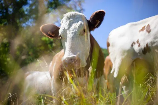 Produtor será indenizado por morte de cinco bois eletrocutados em fazenda na Serra