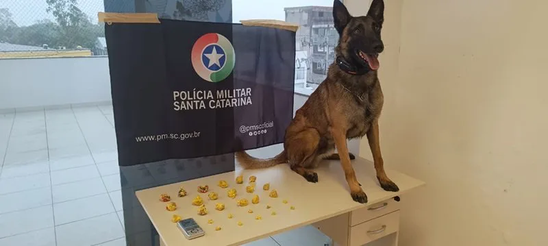 Polícia Militar de Santa Catarina apreende drogas durante operação em Araranguá