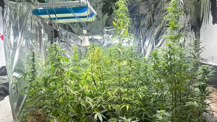 Polícia Militar localiza plantação de maconha