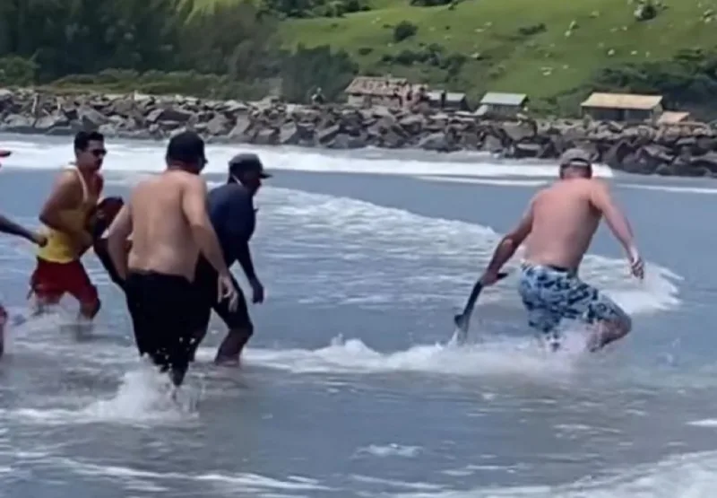 Tubarão martelo é encontrado vivo em praia da região
