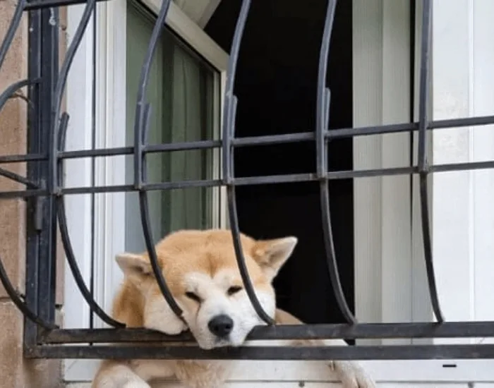 Justiça condena tutora que viajou e deixou cão morrer trancado em apartamento em SC