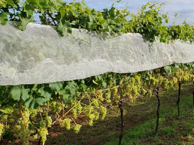 Epagri aprova uvas para produção de vinhos finos mais sustentáveis em SC