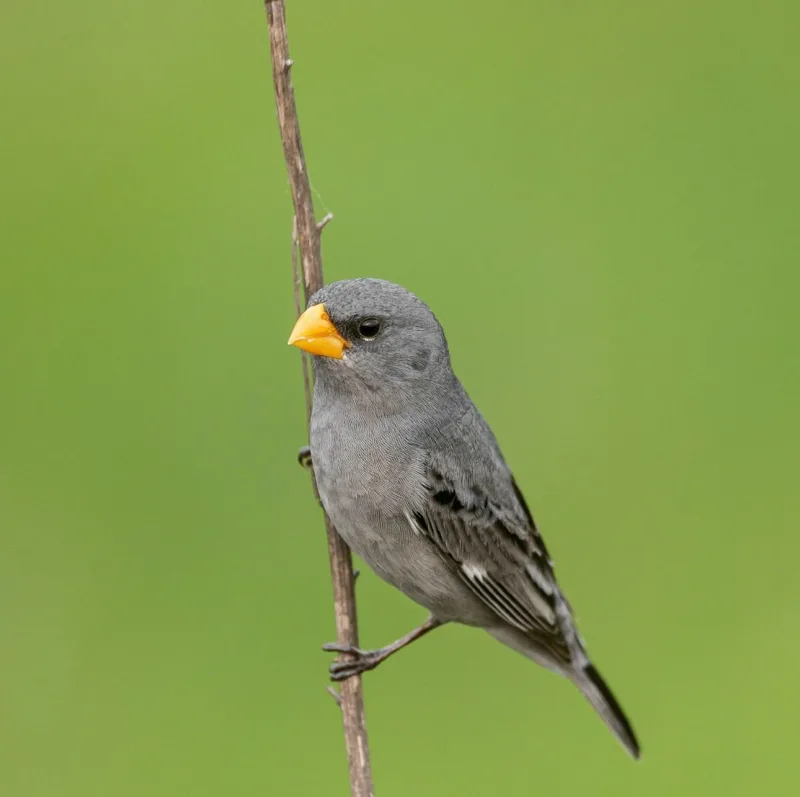 IMA atualiza lista de Fauna Ameaçada de Extinção