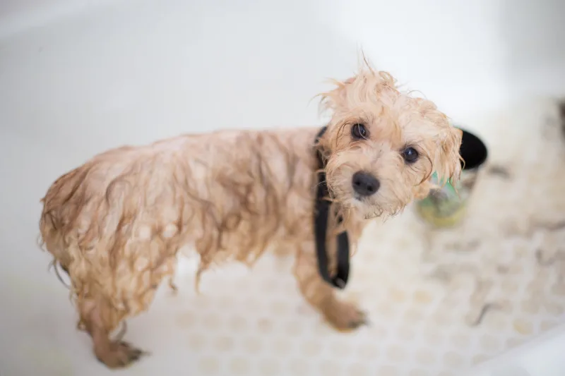 NUBEA realiza ação para adoção para animais na segunda-feira (12) em Criciúma
