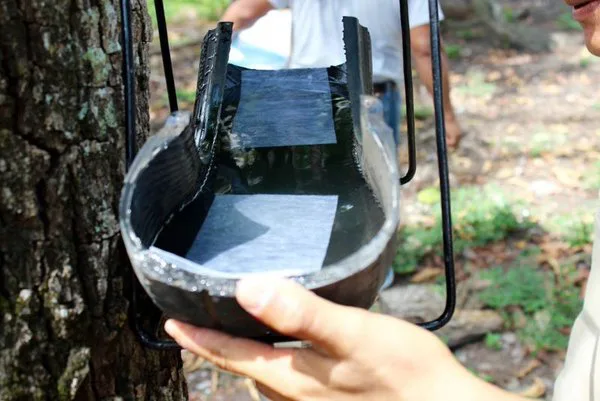 Dengue: Criciúma é um dos únicos municípios catarinenses não considerados infestados pelo Aedes aegypti