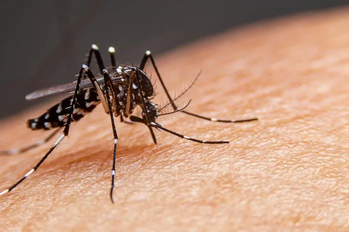 Dengue em SC: estado ultrapassa 13 mil casos prováveis da doença e chega a oito óbitos