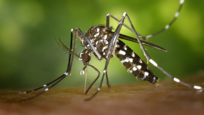 Brasil ultrapassa 650 mil casos de dengue