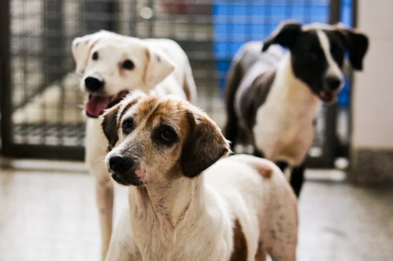 BusCão castra 35 animais no bairro Nossa Senhora de Fátima