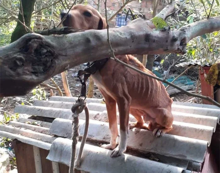 Após conclusão de inquéritos, Polícia Civil indicia cinco pessoas por maus-tratos a animais