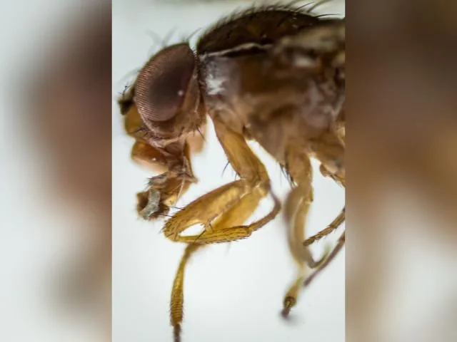 Pesquisadores da Epagri identificam nova praga de frutíferas em Santa Catarina