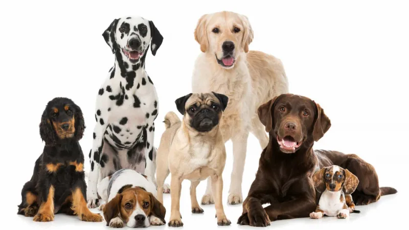 Cachorros de raça podem ser extintos no Brasil; Câmara dos Deputados discute o tema