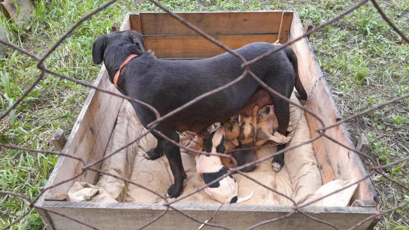 Prefeitura de Urussanga adota medidas mais severas para quem abandona animais