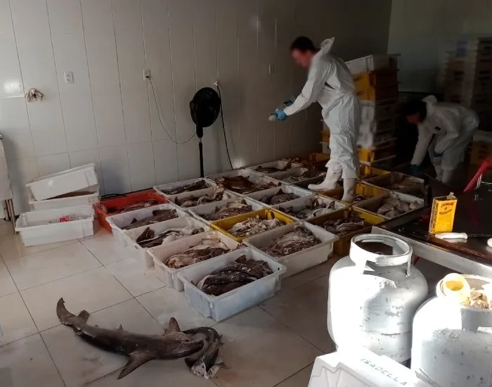 Mais de uma tonelada de pescado é apreendida em estabelecimento clandestino em Imaruí