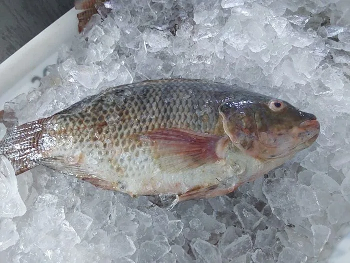 Saiba quais são as cinco características para acertar na hora da compra de pescados para a Semana Santa