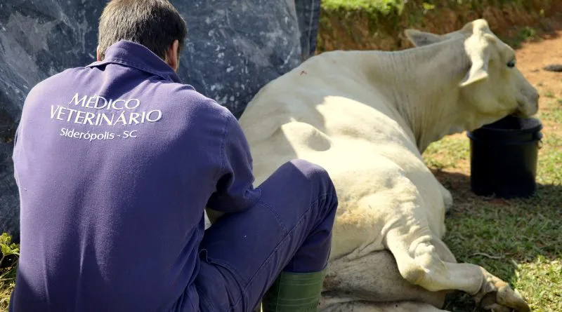 Atendimento médico veterinário ao produtor rural aumenta 28% em Siderópolis