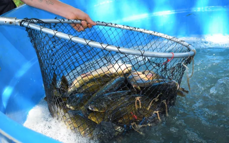 Última edição da Feira do Peixe Vivo de Içara ocorre nesta quinta-feira