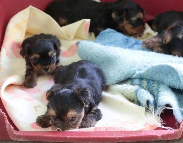 Mais de 500 pessoas tentam adotar cães de raça resgatados de canil clandestino em SC