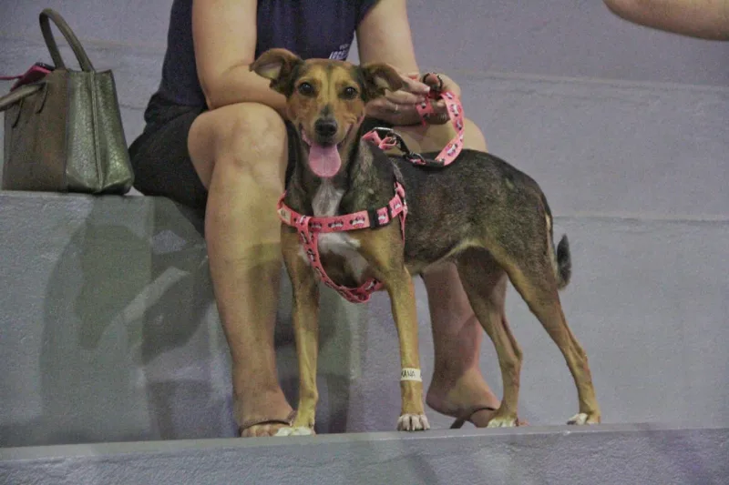 Nova Veneza abre 100 vagas para castração de cães e gatos
