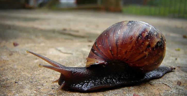 Caramujo-africano do tamanho de um pé aparece no Centro de Criciúma