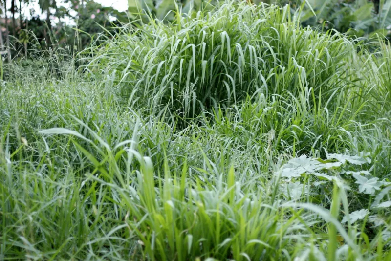 Prefeitura de Criciúma intensifica limpeza de terrenos baldios
