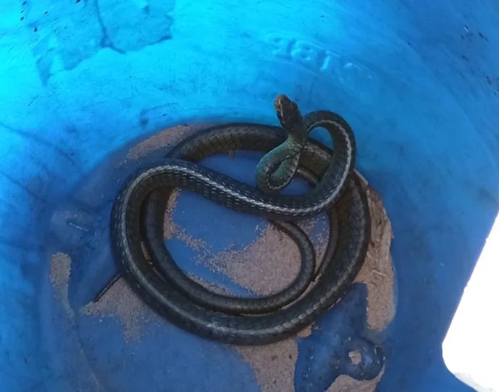 Bombeiros Voluntários capturam serpente escondida em motor de carro