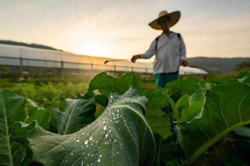 Proposta prevê que 30% das compras de alimentos do governo catarinense sejam da agricultura familiar